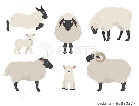 Sheep poses collection. Farm animals set. Flat 65880277
