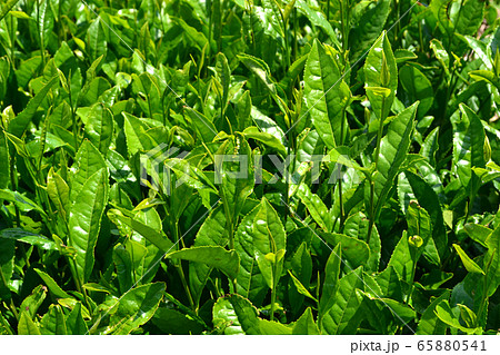 八女中央大茶園　展望所から望む広大な緑の茶畑の景観 65880541