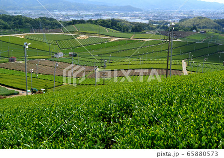 八女中央大茶園 展望所から望む広大な緑の茶畑の景観 八女中央大茶園 展望所から望む広大な緑の茶畑の景観 65880573