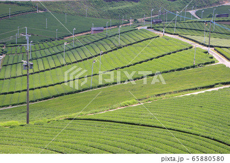 八女中央大茶園　展望所から望む広大な緑の茶畑の景観 65880580