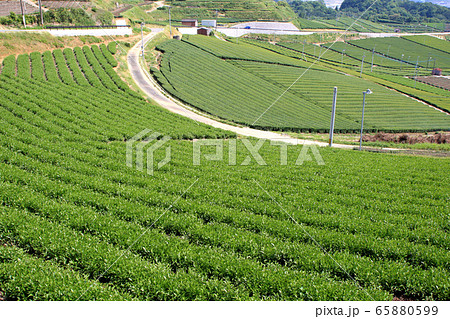 八女中央大茶園　展望所から望む広大な緑の茶畑の景観 65880599