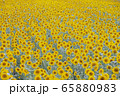 ひまわり畑 65880983