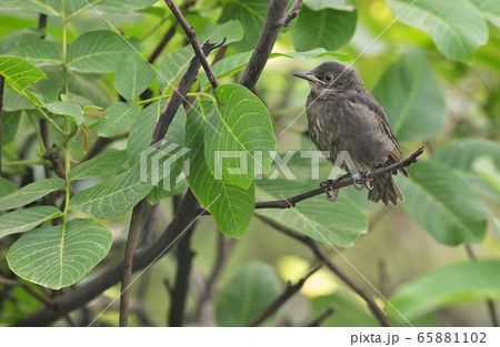 A baby Common Blackbird (Turdus merula) A baby Common Blackbird (Turdus merula) 65881102