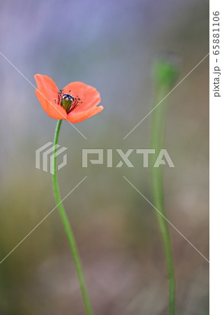 Poppy flowers on field in summer Poppy flowers on field in summer 65881106
