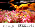 金魚 65881141