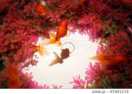 金魚 65881218