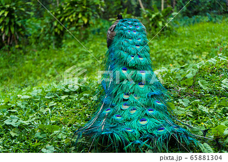 A beautiful manicured peacock walks in a green A beautiful manicured peacock walks in a green 65881304