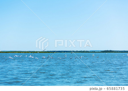 A flock of seagulls hunt fish in the river A flock of seagulls hunt fish in the river 65881735