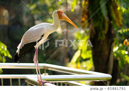 Portrait of milk stork on a fence 65881791