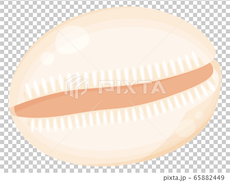 タカラガイ_貝殻_イラスト 65882449