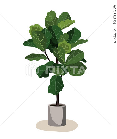 Beautiful fiddle leaf tree in ceramic pot on white background. Ficus Lyrata vector illustration. Stylish houseplant design element for modern interior room Beautiful fiddle leaf tree in ceramic pot on white background. Ficus Lyrata vector illustration. Stylish houseplant design element for modern interior room 65883196
