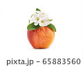 Isolated apple blossom and red apple 65883560