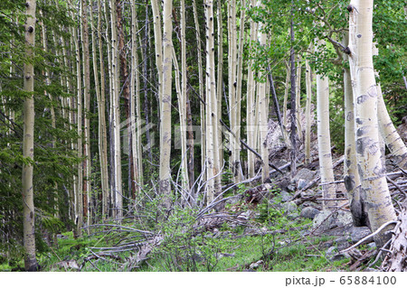 Colorado Aspen tree in a forest in the summer time Colorado Aspen tree in a forest in the summer time 65884100