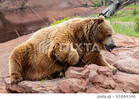 A large brown bear sitting on a rock 65884140