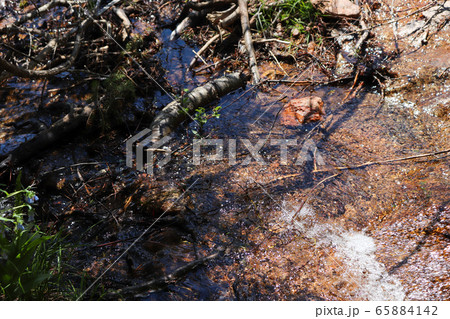 Frosted forest undergrowth 65884142