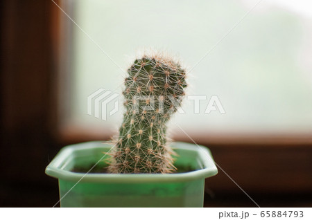 Small cactus in a light green flower pot standing on the wooden window sill indoor, succulent concept Small cactus in a light green flower pot standing on the wooden window sill indoor, succulent concept 65884793