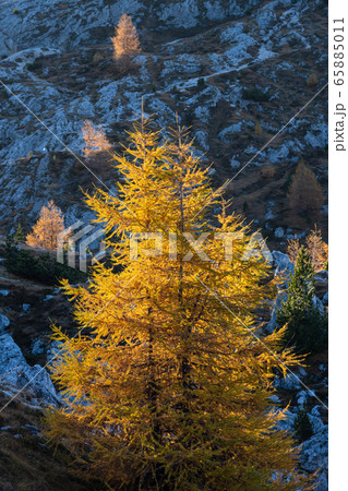 Autumn larch trees in first morning sunlight on Autumn larch trees in first morning sunlight on 65885011
