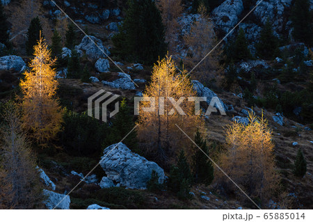 Autumn larch trees in first morning sunlight on 65885014