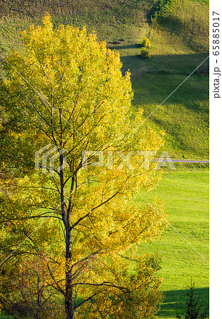 Autumn rural grassy hills and big colorful tree in Autumn rural grassy hills and big colorful tree in 65885017