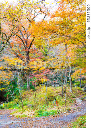 秋の花貫渓谷 汐見滝吊り橋と紅葉風景 （茨城県高萩市） 2019年11月撮影 65885500