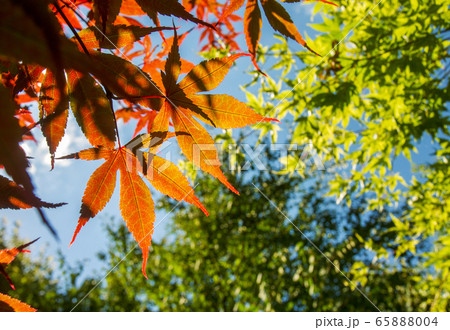 Amazing red leaves of japanese maple in Prague Amazing red leaves of japanese maple in Prague 65888004