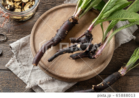 Comfrey root collected in spring Comfrey root collected in spring 65888013