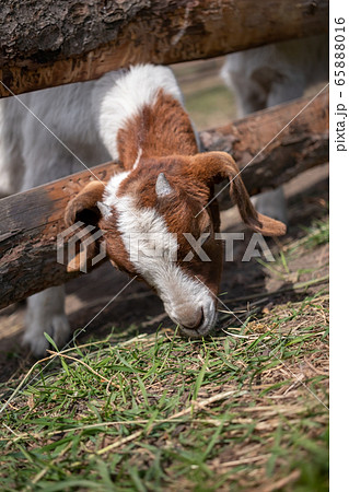 Young goat eating grass 65888016