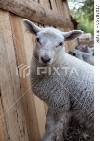 Young sheep looking at the camera Young sheep looking at the camera 65888017