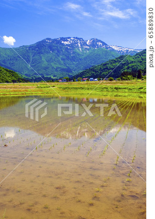 水田に映る八海山（縦） 65889830