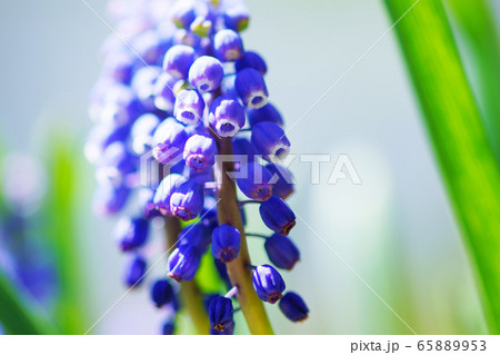ムスカリ　”植物” 65889953