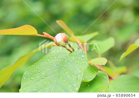 オオヤマレンゲの花 オオヤマレンゲの花 65890654