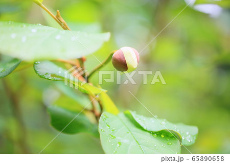 オオヤマレンゲの花 65890658