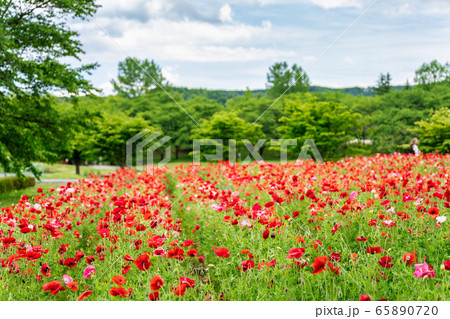 ポピーの花畑　国営みちのく杜の湖畔公園    宮城県川崎町 65890720