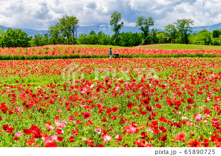 ポピーの花畑 国営みちのく杜の湖畔公園 宮城県川崎町の写真素材