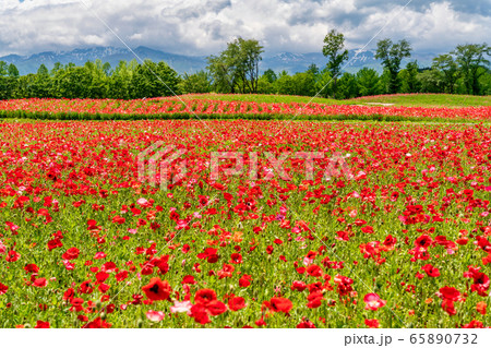 ポピーの花畑 国営みちのく杜の湖畔公園 宮城県川崎町 ポピーの花畑 国営みちのく杜の湖畔公園 宮城県川崎町 65890732