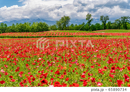 ポピーの花畑　国営みちのく杜の湖畔公園    宮城県川崎町 65890734