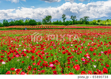 ポピーの花畑 国営みちのく杜の湖畔公園 宮城県川崎町 ポピーの花畑 国営みちのく杜の湖畔公園 宮城県川崎町 65890738