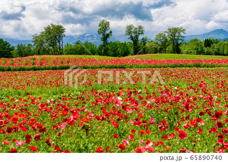 ポピーの花畑 国営みちのく杜の湖畔公園 宮城県川崎町 ポピーの花畑 国営みちのく杜の湖畔公園 宮城県川崎町 65890740
