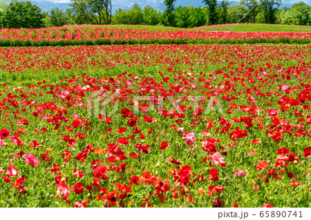 ポピーの花畑 国営みちのく杜の湖畔公園 宮城県川崎町の写真素材