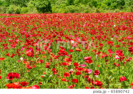 ポピーの花畑 国営みちのく杜の湖畔公園 宮城県川崎町の写真素材