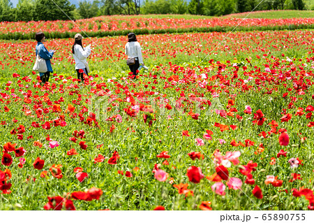 ポピーの花畑 国営みちのく杜の湖畔公園 宮城県川崎町 ポピーの花畑 国営みちのく杜の湖畔公園 宮城県川崎町 65890755