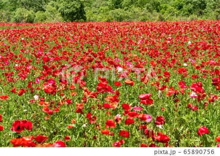 ポピーの花畑　国営みちのく杜の湖畔公園    宮城県川崎町 65890756