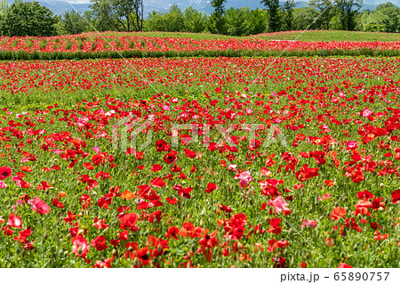 ポピーの花畑 国営みちのく杜の湖畔公園 宮城県川崎町の写真素材