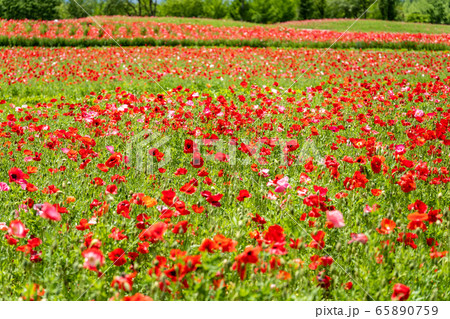 ポピーの花畑 国営みちのく杜の湖畔公園 宮城県川崎町の写真素材