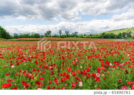 ポピーの花畑 国営みちのく杜の湖畔公園 宮城県川崎町 ポピーの花畑 国営みちのく杜の湖畔公園 宮城県川崎町 65890761