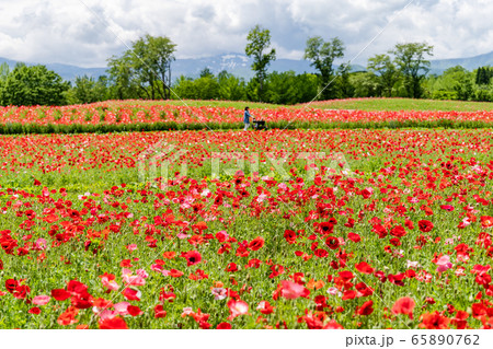 ポピーの花畑　国営みちのく杜の湖畔公園    宮城県川崎町 65890762