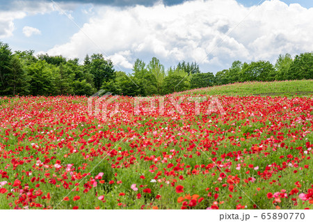 ポピーの花畑　国営みちのく杜の湖畔公園    宮城県川崎町 65890770