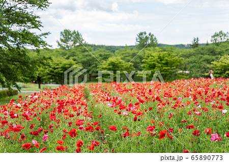 ポピーの花畑　国営みちのく杜の湖畔公園    宮城県川崎町 65890773