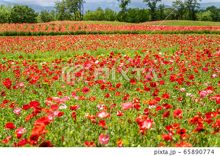 ポピーの花畑 国営みちのく杜の湖畔公園 宮城県川崎町の写真素材