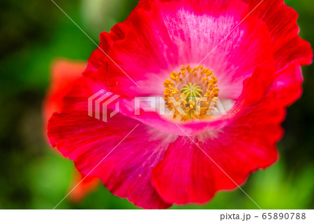 ポピーの花 国営みちのく杜の湖畔公園 宮城県川崎町の写真素材 6507